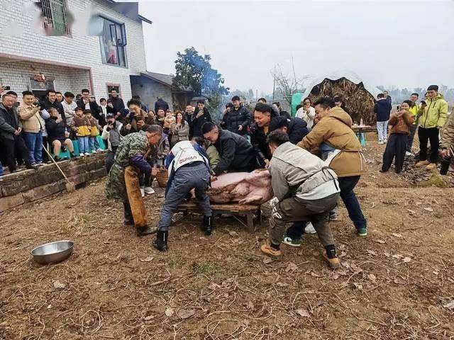 高科技接地气无人机飞猪机械狗拉货